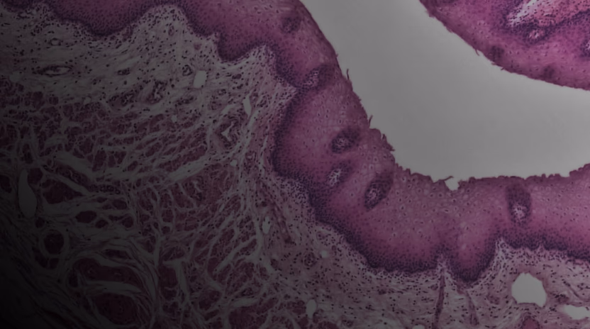 Microscopic view of cells and tissue structures